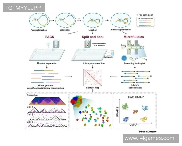安科纳足球俱乐部的辉煌历程与未来发展展望解析